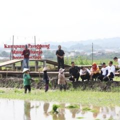Budidaya Padi Biosalin PGN Dapat Apresiasi dari Presiden ke 7 Joko Widodo