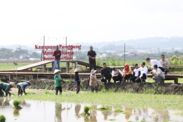 Budidaya Padi Biosalin PGN Dapat Apresiasi dari Presiden ke 7 Joko Widodo