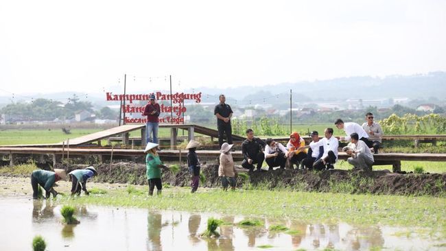Budidaya Padi Biosalin PGN Dapat Apresiasi dari Presiden ke 7 Joko Widodo