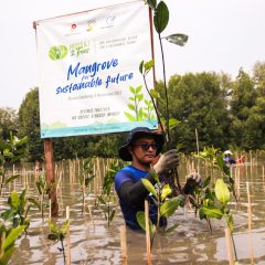 Selamatkan Pantai Sederhana, MedcoEnergi Tanam Mangrove untuk Cegah Abrasi