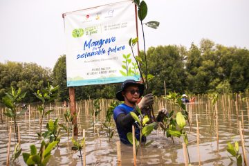 Selamatkan Pantai Sederhana, MedcoEnergi Tanam Mangrove untuk Cegah Abrasi