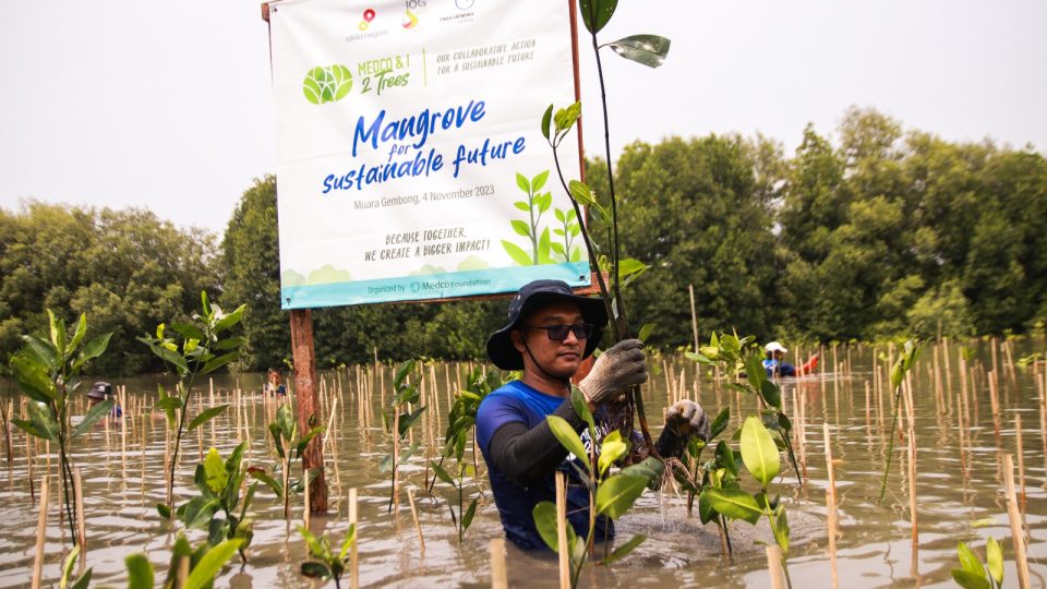 Selamatkan Pantai Sederhana, MedcoEnergi Tanam Mangrove untuk Cegah Abrasi