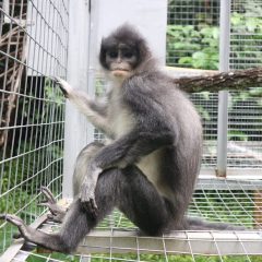 Pertamina EP Tambun Field Gagas Konservasi Surili di TNGGP