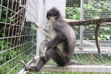 Pertamina EP Tambun Field Gagas Konservasi Surili di TNGGP