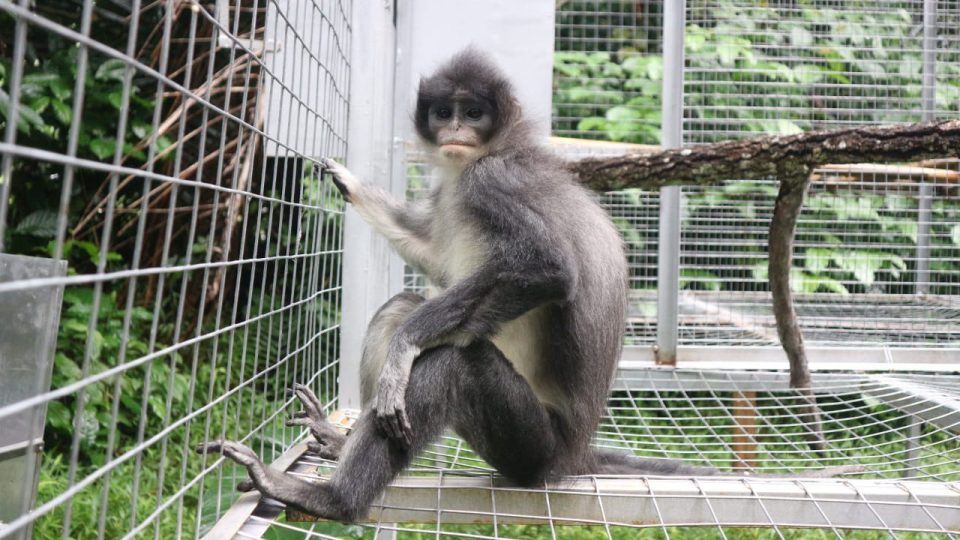 Pertamina EP Tambun Field Gagas Konservasi Surili di TNGGP