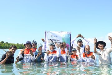 PIS Tanam 3000 Bibit Lamun di Teluk Bakau