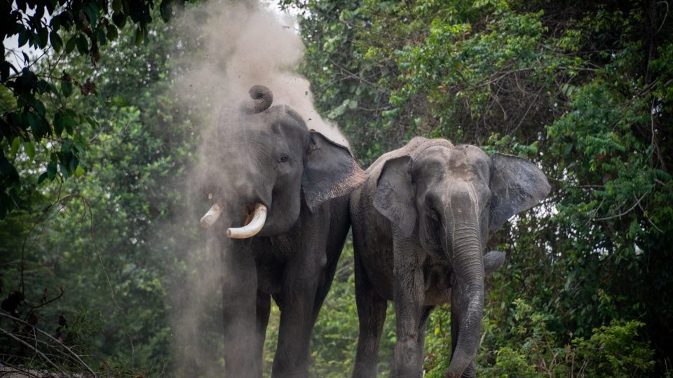 Jadi Sahabat Gajah, Program Konservasi Multispesies PHR Kurangi Interaksi Negatif dan Ciptakan Harmonisasi