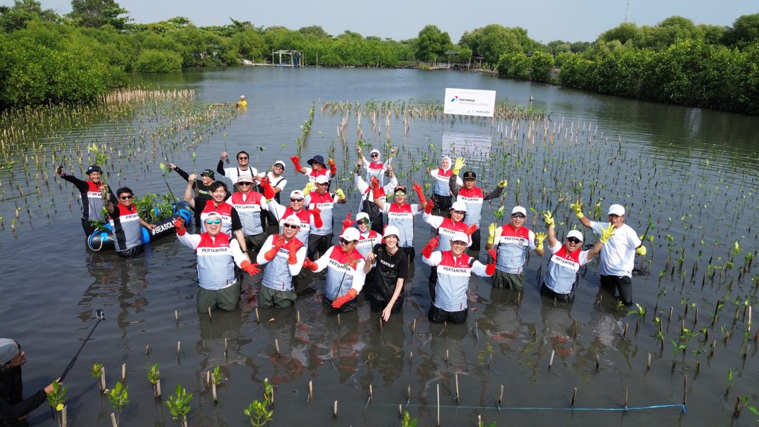 Pertamina International Shipping Tanam 20 Ribu Bibit Tanaman Mangrove ...