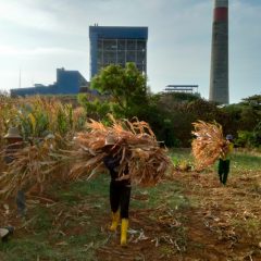 Di Tuban, Limbah Jagung Disulap Jadi Co-firing PLTU