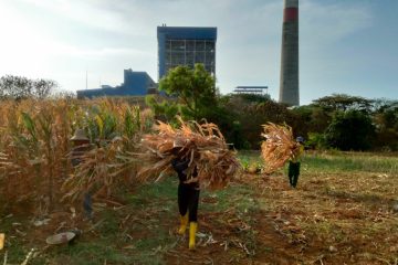 Di Tuban, Limbah Jagung Disulap Jadi Co-firing PLTU