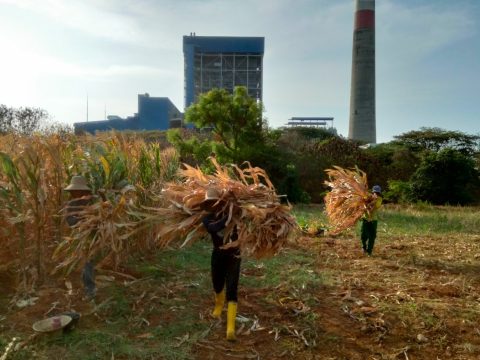 Di Tuban, Limbah Jagung Disulap Jadi Co-firing PLTU