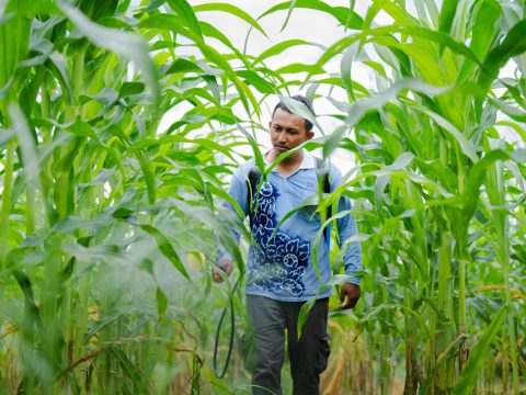 Komitmen Bisnis Berkelanjutan, CK Kembangkan Inovasi Pertanian Ramah Lingkungan