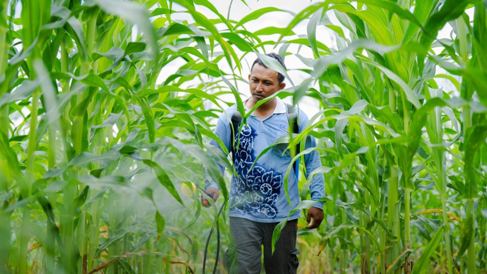 Komitmen Bisnis Berkelanjutan, CK Kembangkan Inovasi Pertanian Ramah Lingkungan