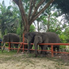 Berbagi Ruang Hidup dengan Raksasa Rimba Sumatera