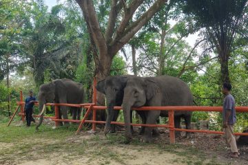 Berbagi Ruang Hidup dengan Raksasa Rimba Sumatera