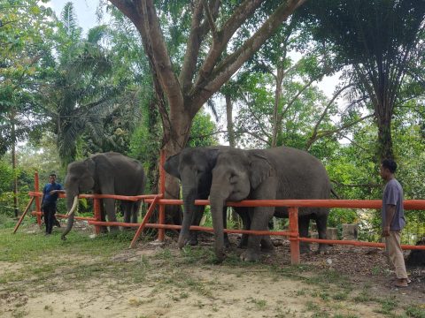 Berbagi Ruang Hidup dengan Raksasa Rimba Sumatera