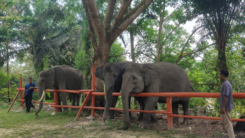 Berbagi Ruang Hidup dengan Raksasa Rimba Sumatera