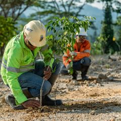 Reklamasi Tambang Emas Gosowong Mencapai 232,69 Hektar