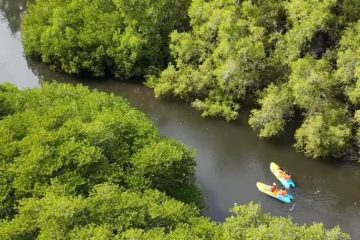 Pemerintah Dorong Partisipasi Masyarakat Sekitar Hutan dalam Perdagangan Karbon