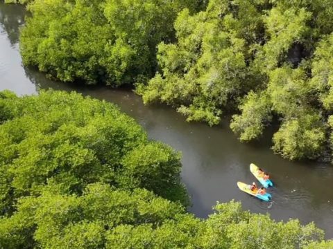 Pemerintah Dorong Partisipasi Masyarakat Sekitar Hutan dalam Perdagangan Karbon