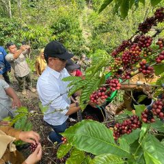 Dari Batu Bara ke Kopi, PTBA Ciptakan Sumber Penghidupan Berkelanjutan