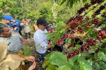 Dari Batu Bara ke Kopi, PTBA Ciptakan Sumber Penghidupan Berkelanjutan