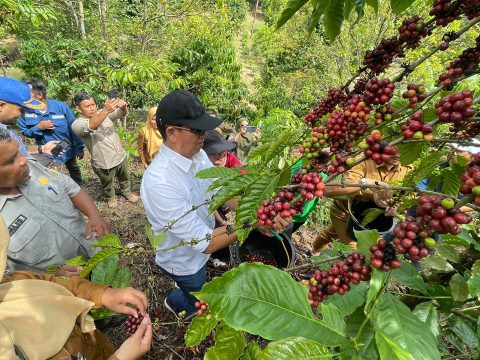 Dari Batu Bara ke Kopi, PTBA Ciptakan Sumber Penghidupan Berkelanjutan