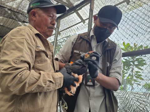 BKSDA Sulteng dan DSLNG Pantau Kesehatan Satwa Langka Endemik Pulau Sulawesi