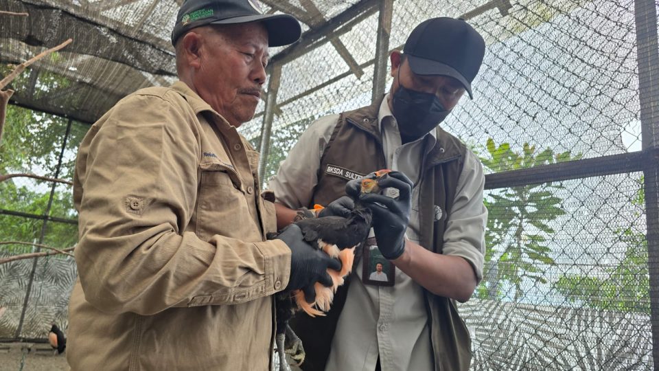 BKSDA Sulteng dan DSLNG Pantau Kesehatan Satwa Langka Endemik Pulau Sulawesi
