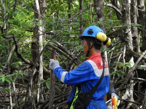 PTK Sukses Tingkatkan Keanekaragaman Hayati Kawasan Mangrove Kariangau