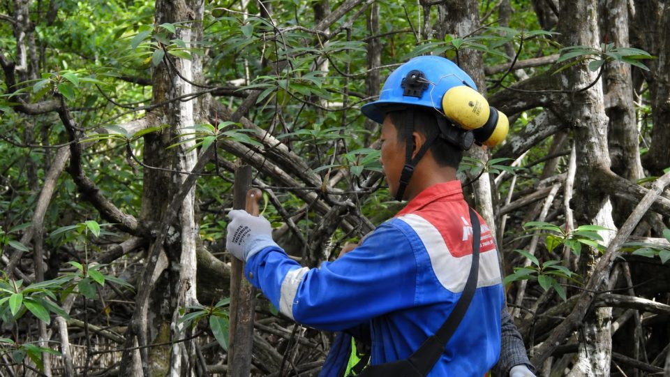 PTK Sukses Tingkatkan Keanekaragaman Hayati Kawasan Mangrove Kariangau