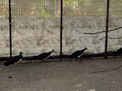 Selamatkan Maleo, Menjaga Warisan Banggai