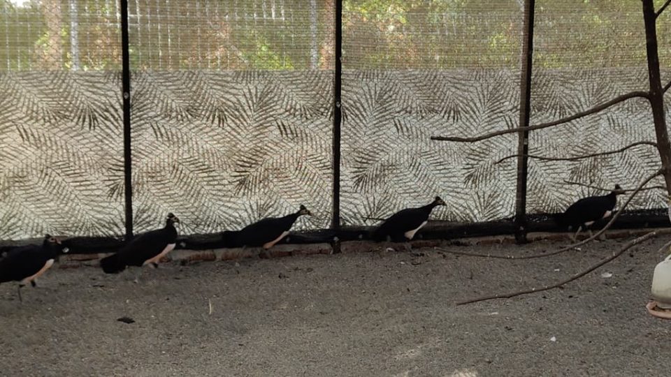 Selamatkan Maleo, Menjaga Warisan Banggai