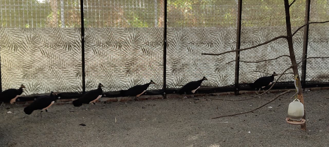 Selamatkan Maleo, Menjaga Warisan Banggai