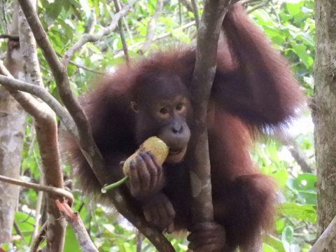 Pertamina Hulu Indonesia Komitmen Dukung Konservasi Orang Utan Kalimantan