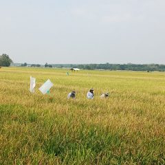 Bukti Sinergi Energi dan Pangan, Pertamina EP Jatibarang Field Sulap Tantangan Petani Indramayu Jadi Cuan