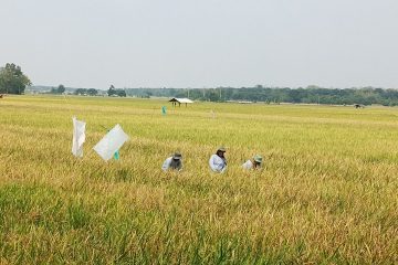 Bukti Sinergi Energi dan Pangan, Pertamina EP Jatibarang Field Sulap Tantangan Petani Indramayu Jadi Cuan
