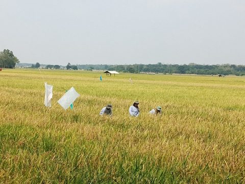 Bukti Sinergi Energi dan Pangan, Pertamina EP Jatibarang Field Sulap Tantangan Petani Indramayu Jadi Cuan