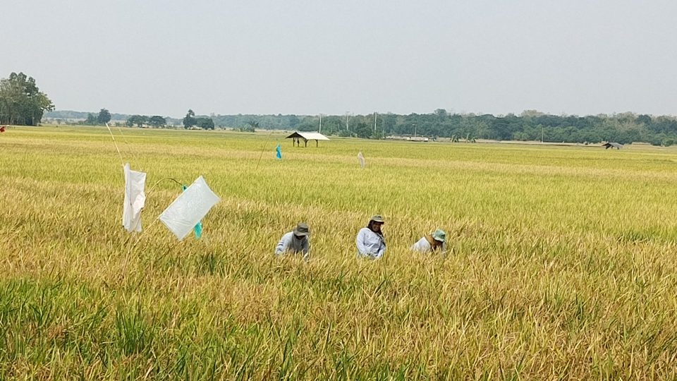 Bukti Sinergi Energi dan Pangan, Pertamina EP Jatibarang Field Sulap Tantangan Petani Indramayu Jadi Cuan